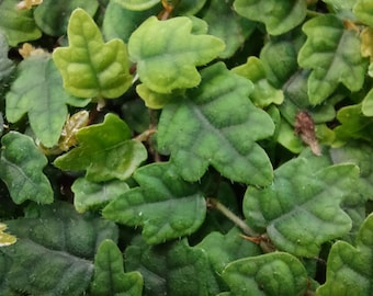 Eikenbladficus - Ficus quercifolia - tropische terrariumplant -