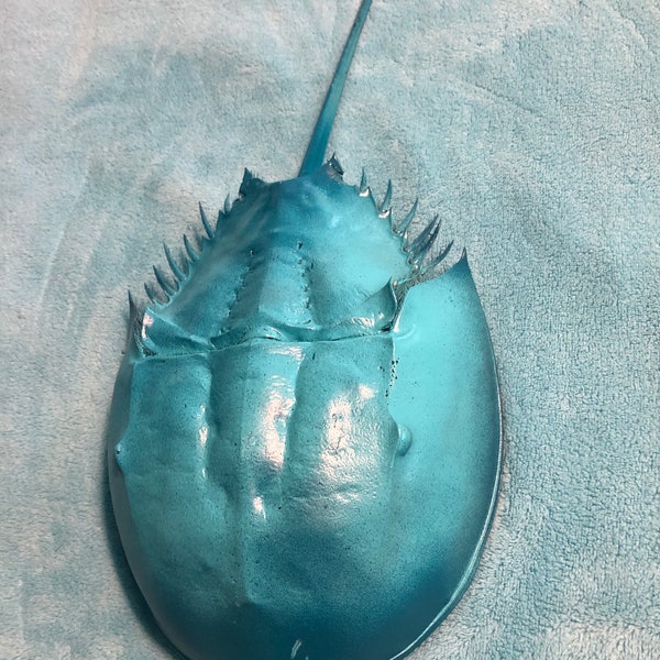 Horseshoe Crab Etsy