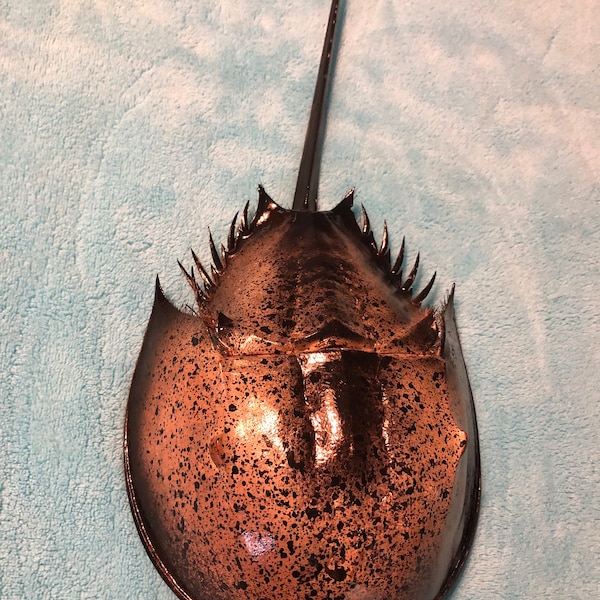 Horseshoe Crab Etsy