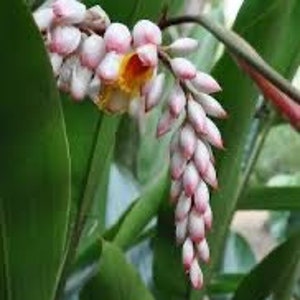 May include: Close-up of pink and white ginger flowers with yellow centers. The flowers are arranged in a cluster on a green stem.