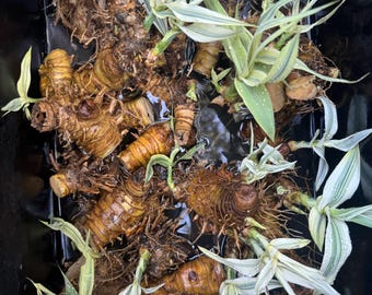 5 Rhizomes like bamboo Arundo Donax Varigated Tall Reed. Natural privacy fence fast growth!