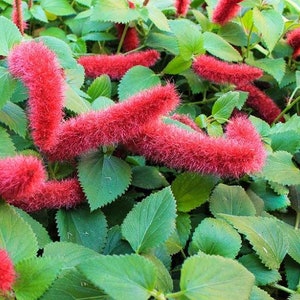 May include: A close-up of a plant with bright red, fuzzy, flower-like structures. The plant has green leaves and the red structures are in various shapes and sizes.