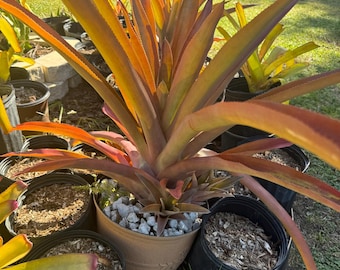 Billbergia Vittata 'domingos Martins' Bromeliad - Etsy