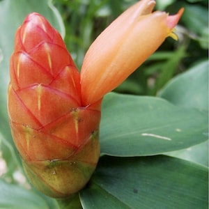 Orange spiral ginger scaber 5  rhizomes