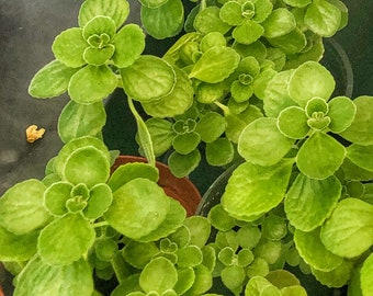 Cerveza’n Lime Plectranthus hybrid US origin