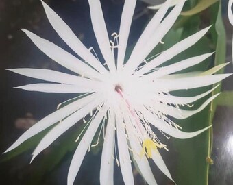 10 Queen of the Night Cactus (Epiphyllum oxypetalum) cuttings