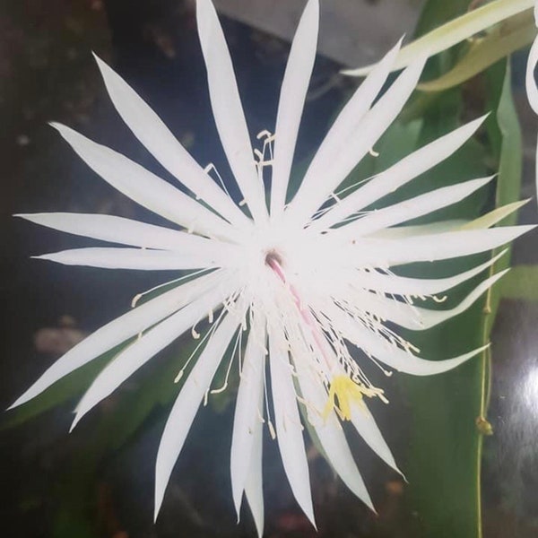 10 Queen of the Night Cactus (Epiphyllum oxypetalum) cuttings