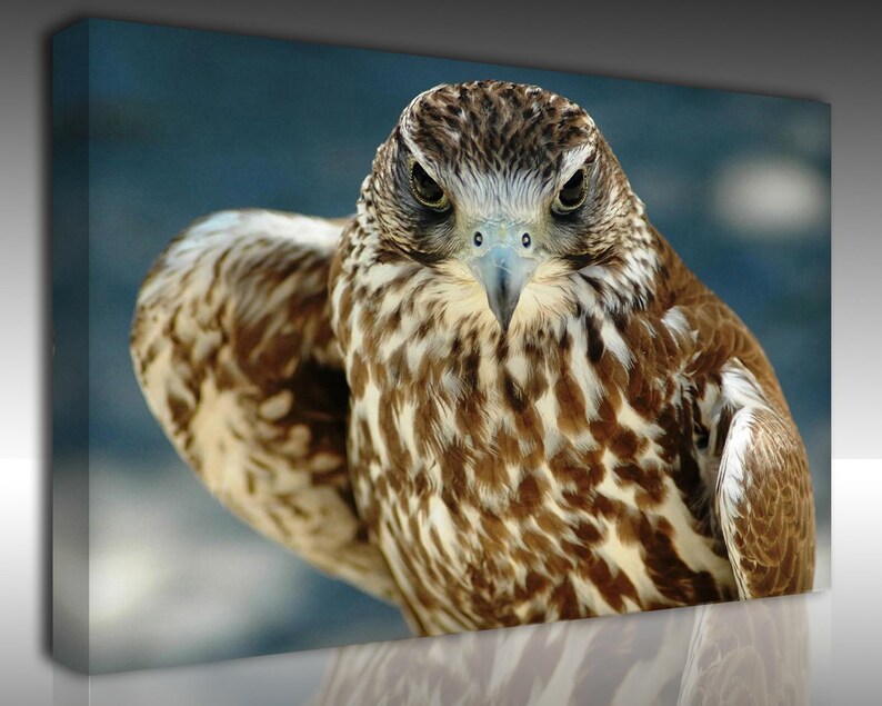 Falcon Wall Art Canvas Print Falcon Photo Wild Life Canvas Etsy