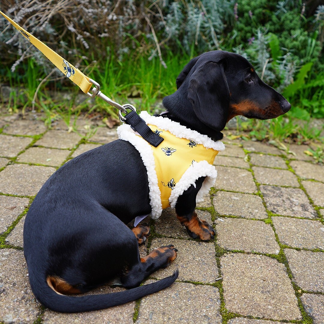 Dog Harness & Lead Luxury Cath Kidston Bee Patterned Yellow Etsy UK
