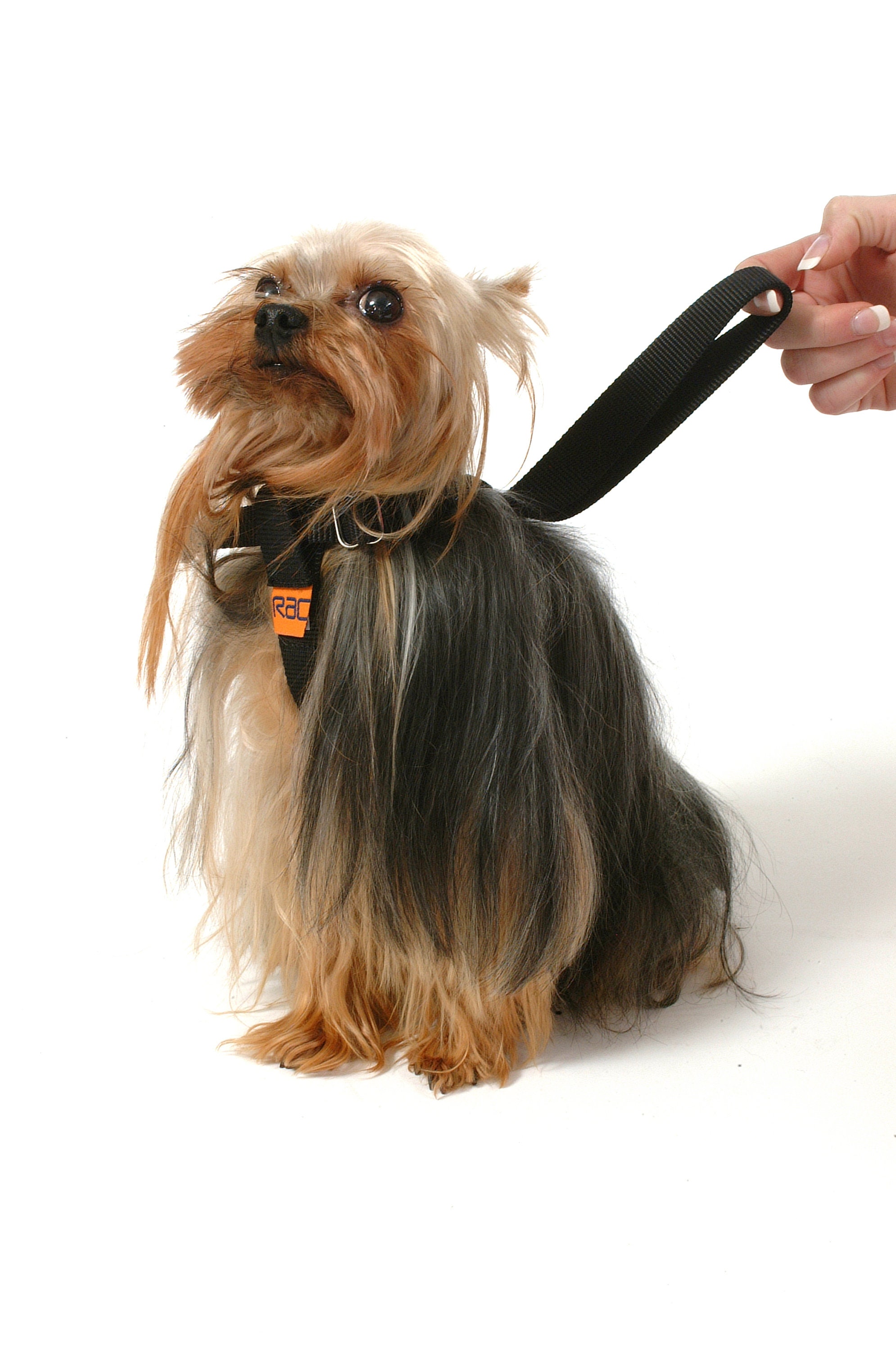 RAC Dog Car Harness Pet Travel Car Harness Three Sizes Small Etsy UK