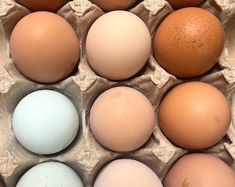 Assorted Fertilized Chicken Eggs, Orpington,barnyard mix Easter Egger Mix