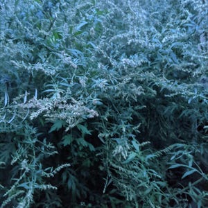 Mugwort - Artemisia vulgaris Tincture - Fresh - Wild - lucid dreaming - cycle support - nervine 2 oz