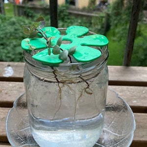 Puede incluir: Un tarro de cristal transparente con un soporte verde para plantas y una pequeña planta en su interior. La planta tiene hojas verdes y raíces marrones. El tarro está sobre un platillo de cristal transparente.