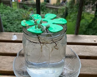 Cuttings Propagation Helper | Propagation Station | Plant Cuttings | Propagation Kit | Plant Propagation Tool | Root Starter Kit