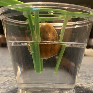 Avocado Pit Starter / Avocado Pit Holder / Avocado Starter / Avocado Seed / Avocado Grower