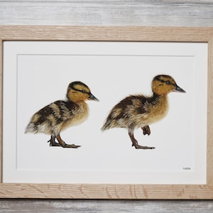 Wallart Duckling Watercolour Art Print, Country Home Decor (A4/A5 Print and Original Painting Available)