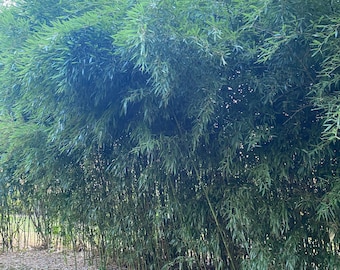 Bamboo plant