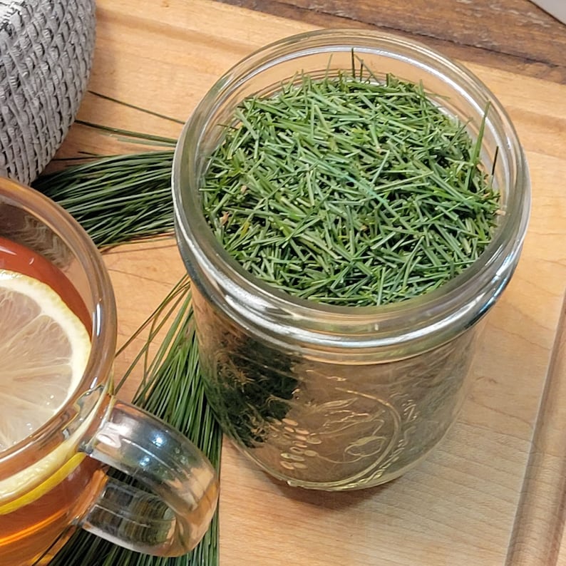 Organic Eastern White Pine Needle Tea Loose Needles Antioxidant Tea Harvested Fresh Daily Trial