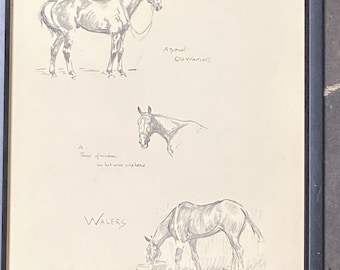 Walers - A Typical old warrior by Snaffles - An original 1935 print - Framed