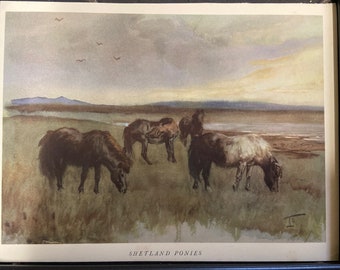 Shetland Ponies by Lionel Edwards original framed print c.1935