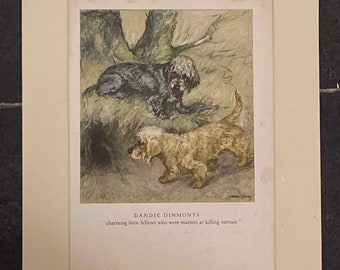 Dandie Dinmonts by Veron Stokes original framed print c.1935