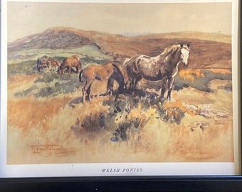 Welsh Ponies by Lionel Edwards original framed print c.1935