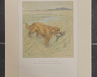 Golden Retriever by Veron Stokes original framed print c.1935