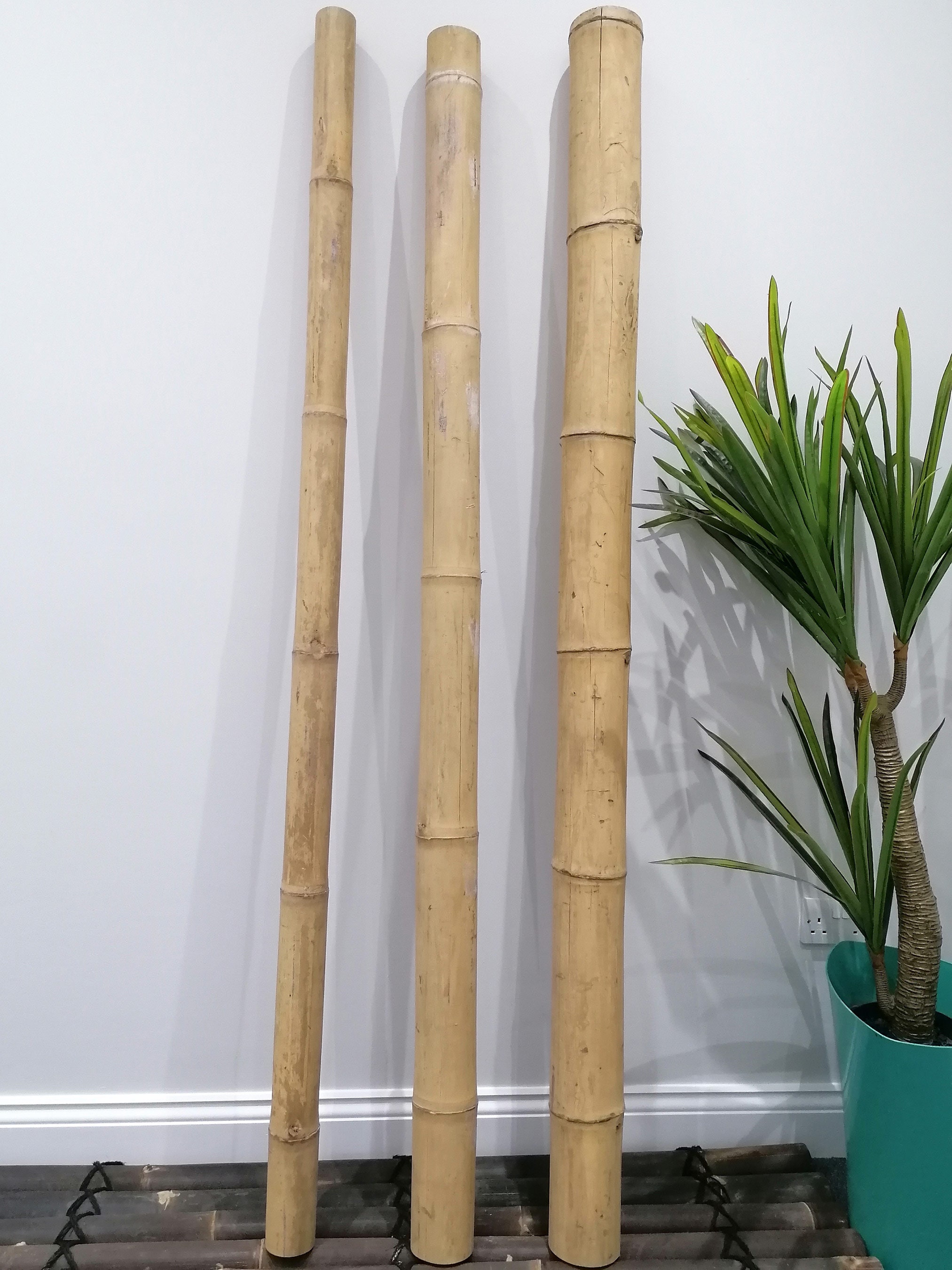 Natural Thick Bamboo Guadua Pole Cane 200cm 2m Home Garden