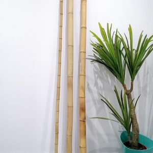 Natural Bamboo Pole Moso 200cm (2m) Home Garden Decoration Building Cane