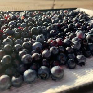 Wild Blueberries (2 files to download) *DIGITAL DOWNLOAD* *Digital Pics*