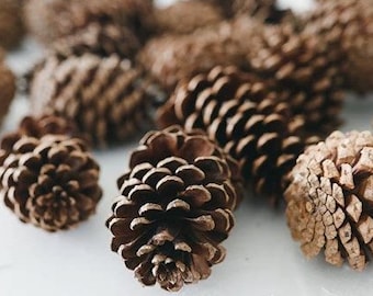 1cm to 2cm MINI Natural Pine Cones 40 in total UK Seller & 1st Class Postage 