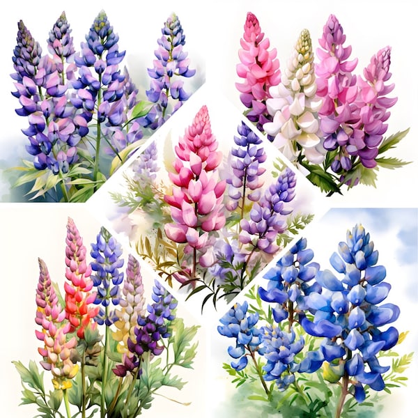 Clipart aquarelle de fleurs de lupin, impression Texas Bluebonnets, mise au rebut de livres, fichiers JPG de haute qualité, usage commercial, téléchargement numérique,