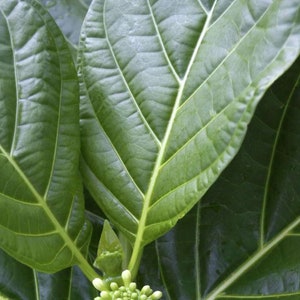 10 Pieces Whole Dried Jamaican Noni Leaf