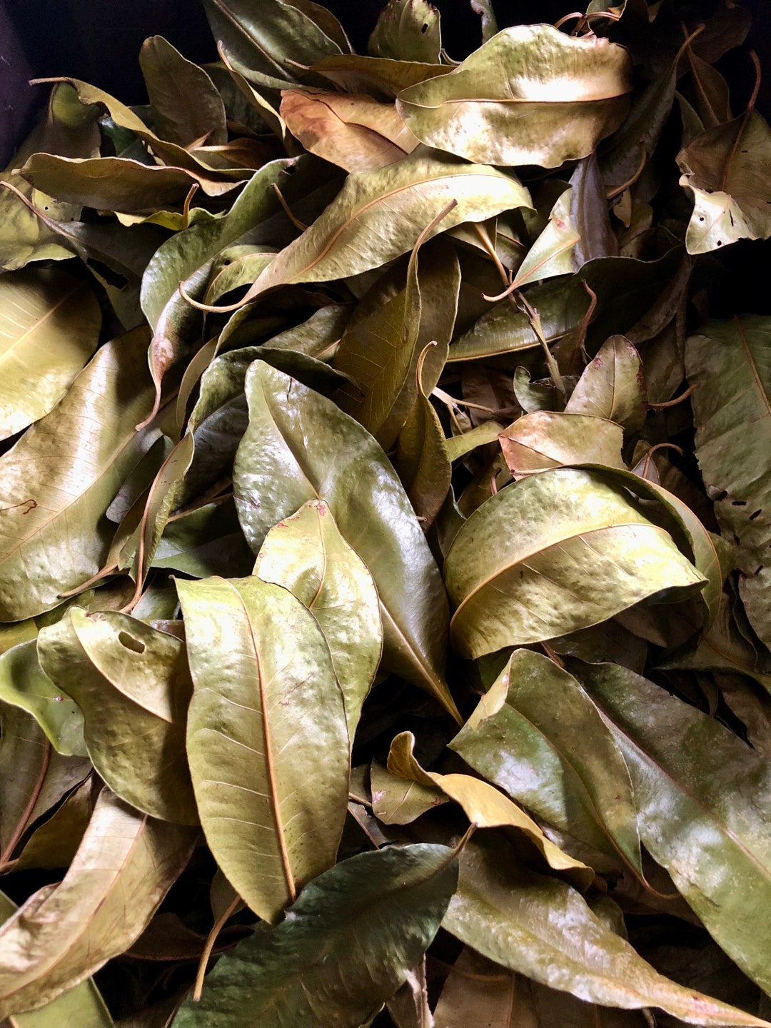 200 Jamaican Pimento Leaves, Allspice Leaves, Hand Picked Organic
