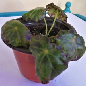 Red Belly Button Rhizomatous Begonia - 4 inch pot