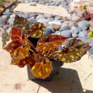 Tiger Kitten Begonia Plant: Fuzzy Spotted Leaves, Red Undersides