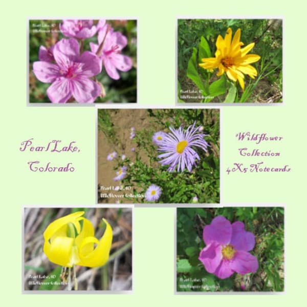 Colorado Wildflower Notecards Set - Blank 4x5 Flat Cards, Pearl Lake State Park Flora, Envelopes Included
