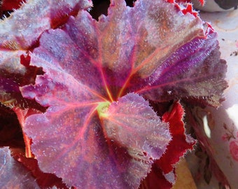 Rhizomatous Begonia - Dark copper to maroon color medium leaf 4 inch pot