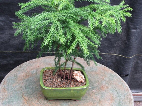 Norfolk Island Pine Bonsai Tree Forest 22 Etsy