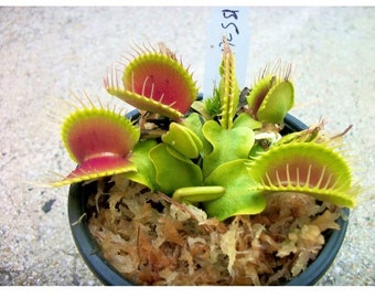 Giant Venus Fly Trap | Etsy