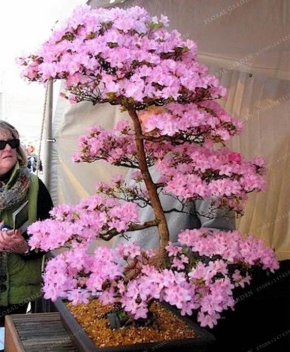 Japanese Cherry Blossom Bonsai Tree Seeds 10 Pack Etsy