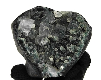 May include: A dark, irregularly shaped geode with a cavity filled with clear, cubic crystals and clusters of small, green, spherical formations. The geode is held by a person wearing black gloves, against a white background.