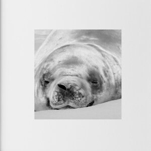 Black and White Print, Sea Life Art, Antarctica, Weddell Sea, Wildlife Photography, Nature Photography Download, Digital Product