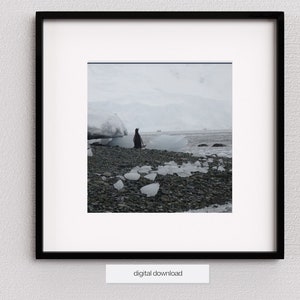 Bird photography, Gentoo penguin, cloudy sky, winter onederland, snowy days, artic circle, sea stones, penguin gift, digital product