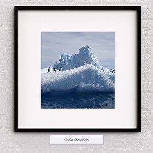 Pingüino Adelie, Regalo de pingüino, Fotografía de vida silvestre, Fotografía de aves, Antártida, Arte de pared azul claro, Animales marinos, Producto digital