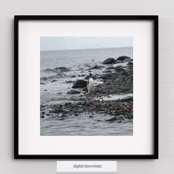 Gentoo Penguins, Wildlife Photography, Bird Photography, Antarctic,  Penguin Gift, Sea stones, Sea Weed, Cloud Sky, Digital Product