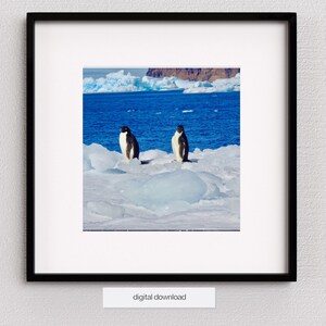 Pingüino Adelie, Fotografía WIldlife, Fotografía de aves, Antártida, Retrato de aves, Póster de iceberg, Arte de pared azul claro, Producto digital,