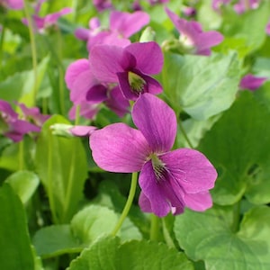 May include: A close-up shot of purple violet flowers with green leaves. The petals are a deep purple, with a yellow and green centre. The leaves are a rich green, creating a natural, floral theme.