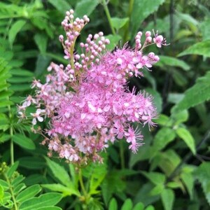 May include: A close-up shot of a cluster of pink flowers with delicate, feathery petals. The flowers are in full bloom, surrounded by green leaves. The image highlights the intricate details of the blossoms.