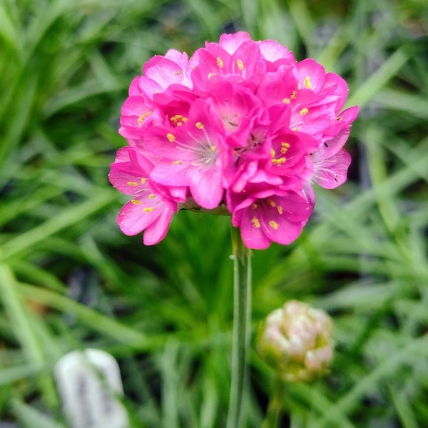 Armeria maritima (Sea Thrift) 'Morning Star', hardy perennial in 2 litre container